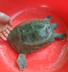 CUNG CẤP BA BA GIỐNG TẠI TIỀN GIANG