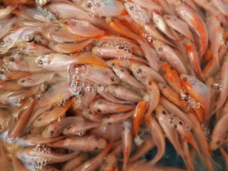 Tiền Giang: Nông dân ương nuôi cá điêu hồng có lợi nhuận ổn định