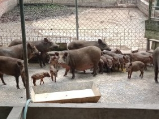 CUNG CẤP HEO RỪNG MIỀN TÂY