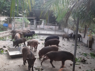 CUNG CẤP GIỐNG HEO RỪNG NUÔI TẠI TIỀN GIANG