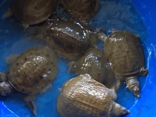 Nuôi ba ba mang lại hiệu quả kinh tế cao