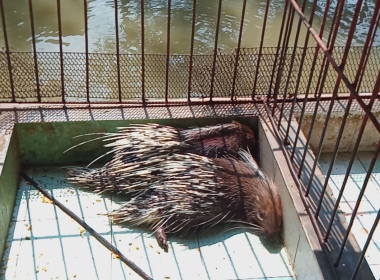 Nhím giống chất lượng cao