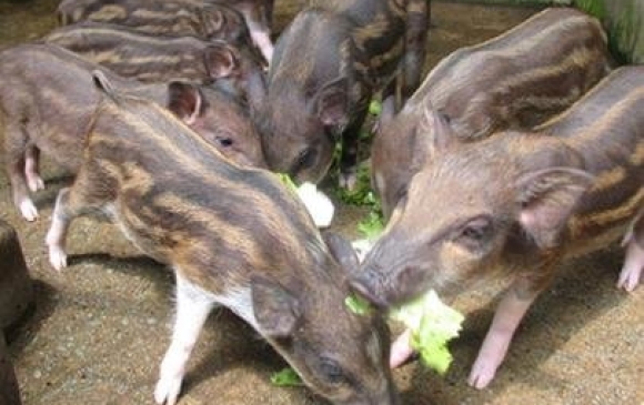 Trại Giống Hồng Huế