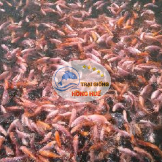 Cá Diêu Hồng giống