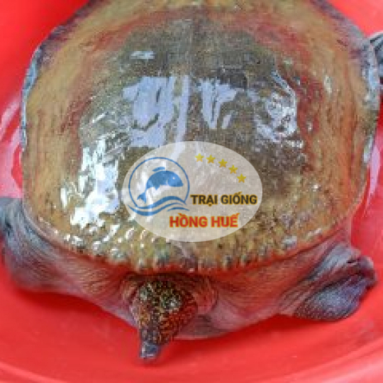 Cua Đinh giống