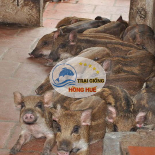 Heo Rừng Lai giống f1